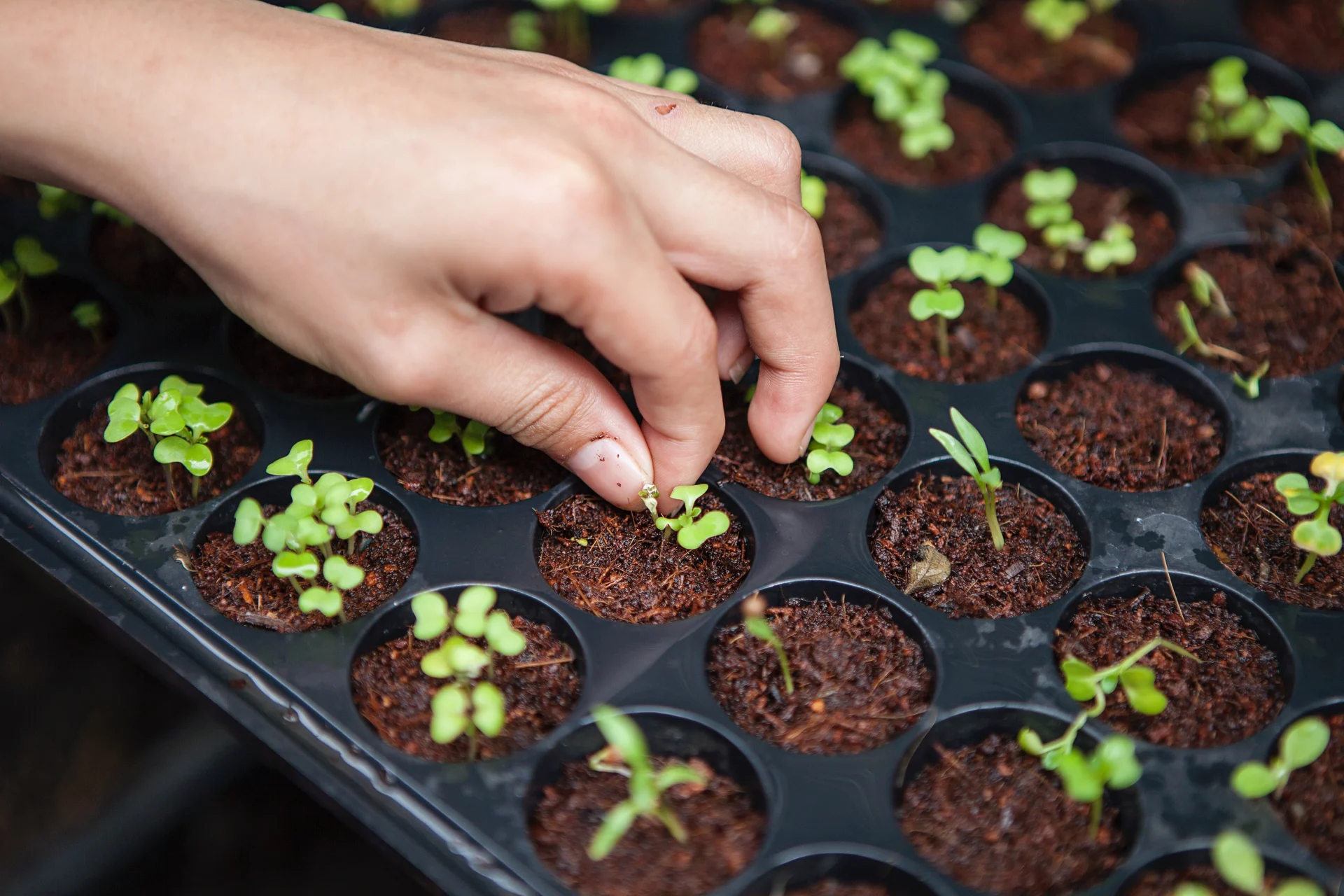 Planting Sprout