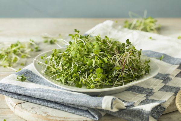 Healthy Raw Organic Microgreens Ready to Use