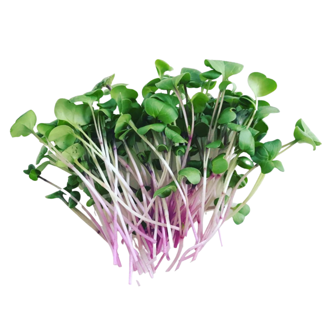 radish