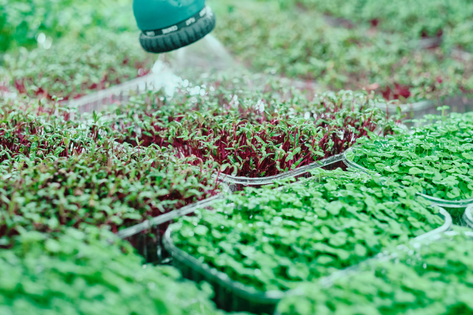 broccoli microgreens (2)